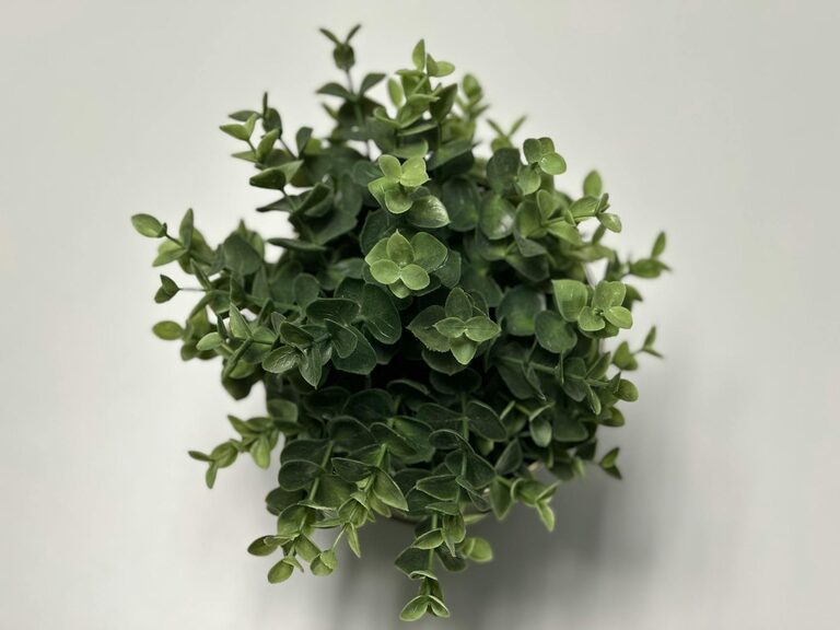 How to Refresh Your Home with Plants: Easy Tips for a Greener Space